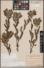 Foto von Salix cinerea L.